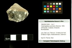 Foto (Objekt + Etiketten) von Cracensigillatus acutirostris (Moericke, 1889) 